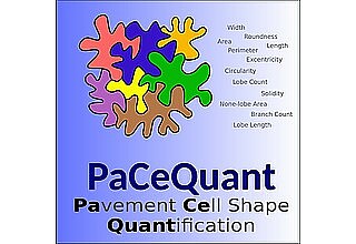 Detailbild zu :  PaCeQuant - ein neues Software-Tool zur Hochdurchsatz-Analyse von Pavement-Zellen