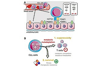 Detailbild zu :  "Die durch endotheliale Zellen vermittelte metabolische Maladaption von CLL-Zellen kontrolliert die therapeutische Resistenz und die immunologische Flucht"