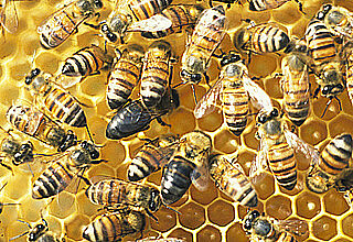 Revolution im Bienenstock: Forscher entdecken Gen, das Bienen zu Sozialparasiten werden lässt