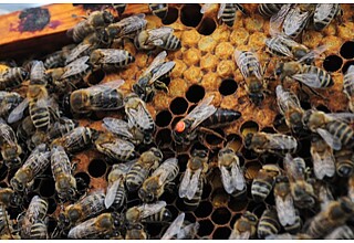 Detailbild zu :  Nature-Studie: Es gibt kein Protein, das Bienen zu Königinnen macht