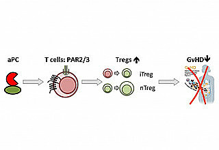 Die Gerinnungsprotease aPC (aktiviertes Protein C) aktiviert die Rezeptoren PAR2 und PAR3 (Protease-aktivierbare Rezeptoren) auf T Zellen. Dies führt zu einer Zunahme von T Zellen, die eine gestörte Immunantwort abwenden können (Tregs: regulatorische T Zellen). Damit lässt sich eine gefürchtete Komplikation nach hämatopoetischer Stammzelltransplantation, die Graft-versus-Host Disease (GvHD), kontrollieren. Abbildung: Prof. Dr. Berend Isermann