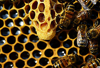 Zelle einer Bienenkönigin, Foto: Pixabay.com / PollyDot