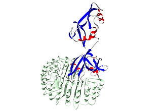 Modellierung der Bindung des RNase A-Tandemenzyme an den RNase Inhibitor