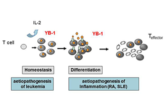Fig.1:  YB-1 plays a role in aetiopathogenesis of tumors and chronic inflammation