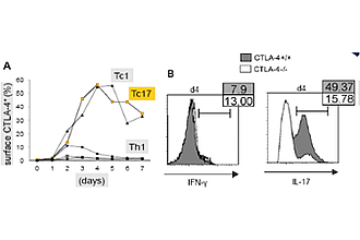 Figure 1: CTLA-4+/+ and -/- CD8+ T-cells were cultured in Tc1/Tc17 conditions.