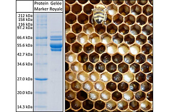 Detailbild zu :  Die Rolle der Major Royal Jelly Proteine für die Kastendeterminierung der Honigbiene Apis mellifera
