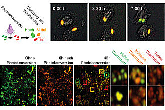 Detailbild zu :  ERC Starting Grant ImmProDynamics, Dissecting the interplay between the dynamics of immune responses and pathogen proliferation in vivo