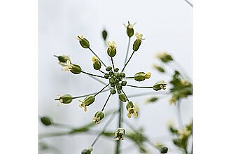 Camelina, Foto: Rothamsted Research