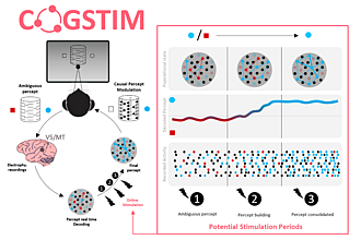 Detailbild zu :  COGSTIM: Online Computational Modulation of Visual Perception.