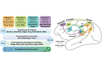 Detailbild zu :  Leibniz Collaborative Excellence - Chemogenetic dissection of primate brain circuits underlying adaptive cognition (PRIMADIS)