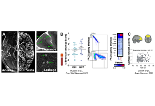 A. Ultra-high-resolution MRI of the small arteries (ToF MRA) and veins (QSM) (left) and of enlarged white matter/transcortical perivascular spaces (T2) as well as small vessel wall leakage in terms of BBB breakage (contrast enhanced T1) (right). B. Blood-based biomarker measures of ECM (cleaved (cl.) brevican, ELISA, left) and NVU markers or cytokines (FACS, right) in controls (Ctrl) and hypertension (HYP). C. Frontal network activity applying resting state functional MRI and its relationship to executive function in ageing. Abbreviations: BBB, blood-brain barrier; cl, cleaved; Ctrl, controls; ECM, extracellular matrix; ELISA, enzyme-linked immunosorbent assay; FACS, fluorescence activated cell sorting; HYP, hypertension; MRA, magnetic resonance angiography; MRI, magnetic resonance imaging; NVU, neurovascular unit; QSM, quantitative susceptibility mapping; ToF, time of flight.