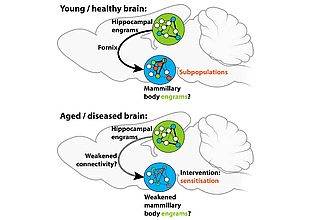 Detailbild zu :  Gedächtnisressourcen des Mammillarkörpers (A09*)