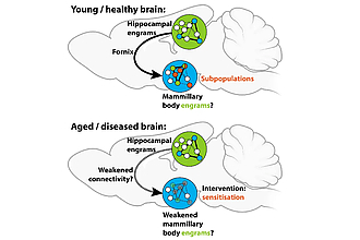 Detailbild zu :  Gedächtnisressourcen des Mammillarkörpers (A09*)