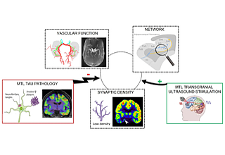 Detailbild zu :  B04 - Synaptic density, MTL circuit function and microvascular plasticity in aging and SuperAging