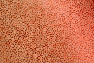 Detailbild zu :  Vitrifikation von kornealem Endothel und seiner Basalmembran