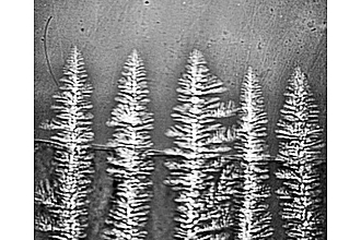 Dendritenwachstum in einer untereutektischen Al-Legierung