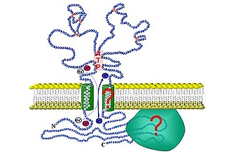 Detailbild zu :  P2X7-Rezeptor: Charakterisierung der Ionenkanalpore und Identifizierung von Interaktionspartnern