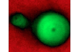 Kollision zweier Tropfen im Spray