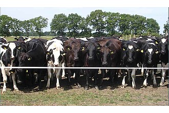 Holstein-Reinzucht-Rinder und Braunviehkreuzungen auf der Weide der LLG-ZTT Iden