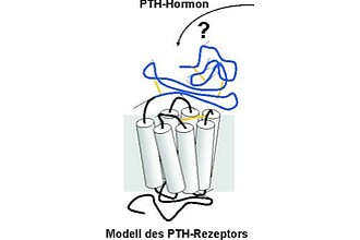 Detailbild zu :  Ligandenbindung an den G-Protein gekoppelten PTH-Rezeptor