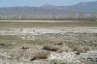 Salinized fields Qin He (Chinese Altai, Xinjiang, China, May 2005)