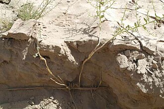 Unterirdische Ausläufersprosse von Alhagi sparsifolia (Qira, Xinjiang, China, August 2004)