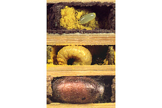 Detailbild zu :  Mütterliche Investiton bei der Roten Mauerbiene