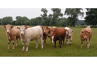 Ochsen und weibliche Rinder des Projektes auf der Weide in Iden (Altmark)