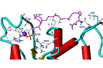 Aktives Zentrum der E. coli ¿ 4-hydroxybenzoic acid oligoprenyl-transferase (ubiA-transferase) 