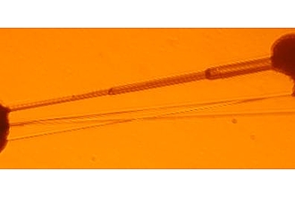 Flüssigkristalline Filamente, Länge etwa 2 mm